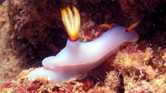 Nudibranch high