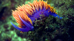 Nudibranchia