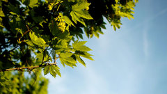 Oak maple leaves nature