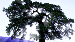 Oak tree finnished credit