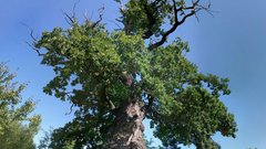 Oak tree years old