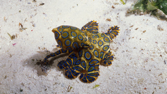 Ocean Animals octopuses underwater