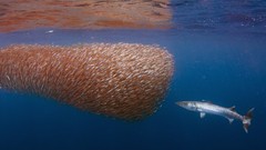 Ocean balls fish underwater reflections swarm barracuda