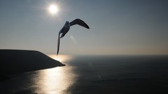 Ocean Birds wind spirit