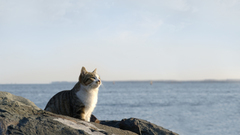 Ocean cats rocks outdoors