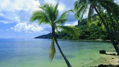Ocean coast palm trees azure Beaches
