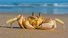 Ocean crabs crustacean