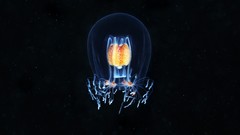 Ocean dark fish underwater glowing medusa Alexander Semenov