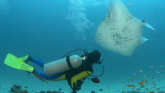 Ocean diver underwater manta