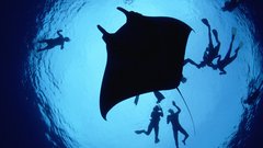 Ocean diver underwater manta