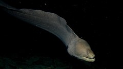 Ocean eels underwater