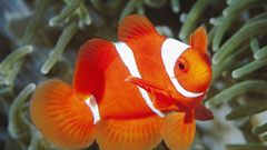 Ocean fish clownfish underwater