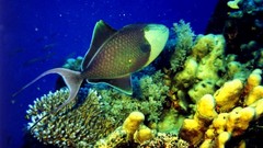 Ocean fish reef Great Barrier Reef