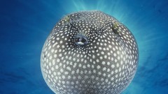 Ocean fish Spotted Blowfish puffer fish