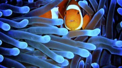 Ocean Great Barrier Reef