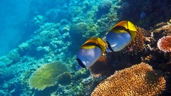Ocean Great Barrier Reef