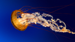 Ocean jellyfish nature