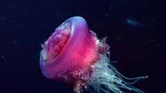 Ocean jellyfish underwater Sea