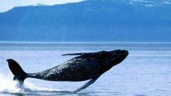 Ocean jumping Whales