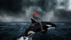 Ocean killer whales orange