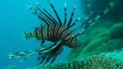 Ocean lionfish Great Barrier Reef