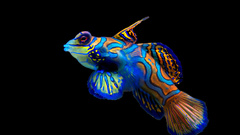 Ocean multicolor fish mandarinfish