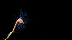 Ocean nature Animals Deep