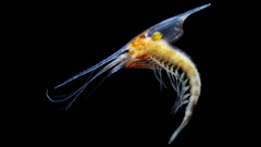 Ocean nature Animals plankton