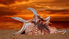 Ocean nature sand seashells