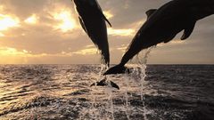 Ocean nature wildlife Dolphins