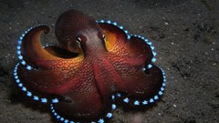 Ocean octopuses sealife Cephalopod