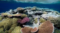 Ocean reef coral underwater