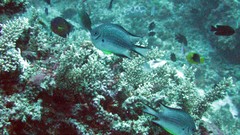 Ocean reef Great Barrier Reef