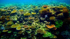 Ocean reef Great Barrier Reef