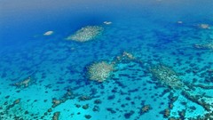 Ocean reef Great Barrier Reef