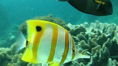 Ocean reef Great Barrier Reef