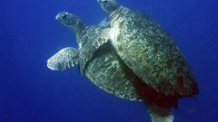 Ocean sea turtles