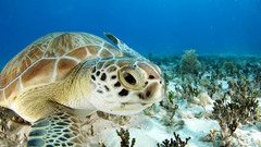 Ocean sea turtles