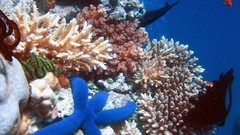 Ocean underwater Great Barrier Reef