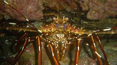 Ocean underwater Lobsters