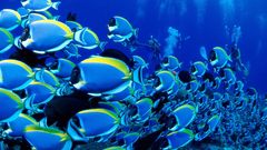Ocean underwater saltwater fish