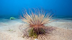 Ocean underwater sea anemones Sea Life