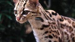 Ocelot You re pretty