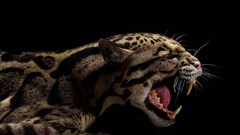 ocelots Animals big cats teeth Mammals Simple Background