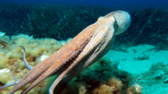 Octo Sea Animals Aquarium