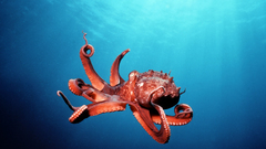 Octopus walls better This than least