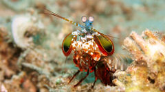 Odontodactylus scyllarus Aquarium and