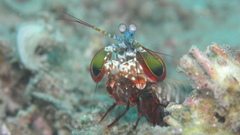 Odontodactylus scyllarus high