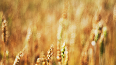 Of gold by lightfantastic