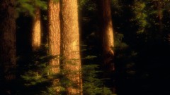 Old growth Oregon forests